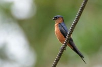 Sri Lanka Swallow, endemic