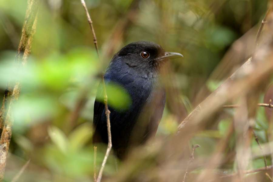 Sri Lanka Whistling Thrush, endemic