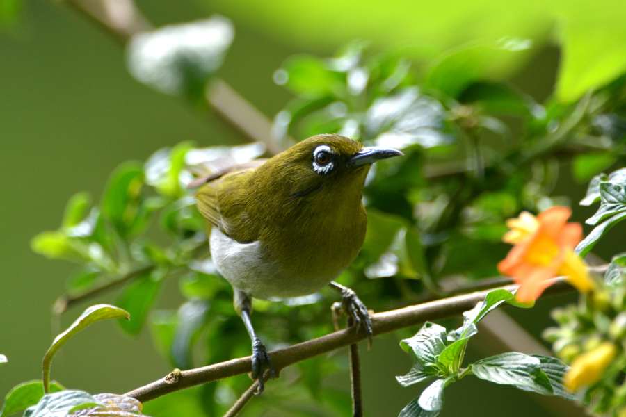 Sri Lanka White-eye