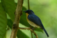 Tickell's Blue Flycatcher, endemic