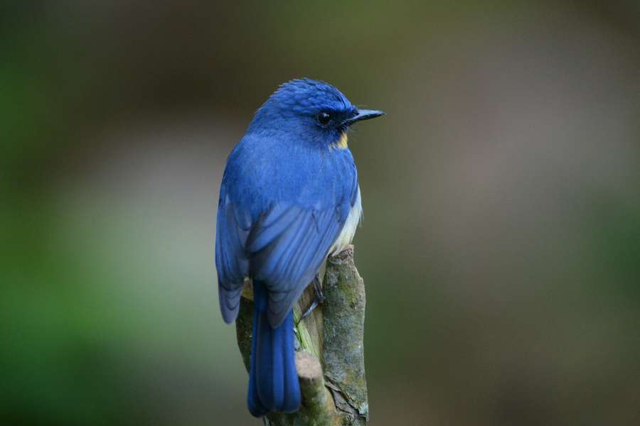 Tickell's Blue Flycatcher, endemic