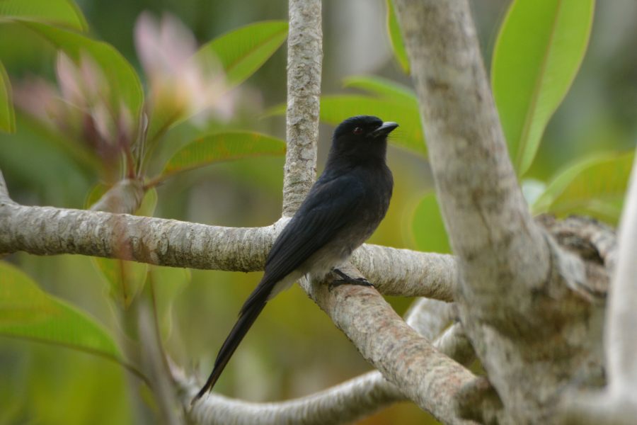 White-bellied Drongo