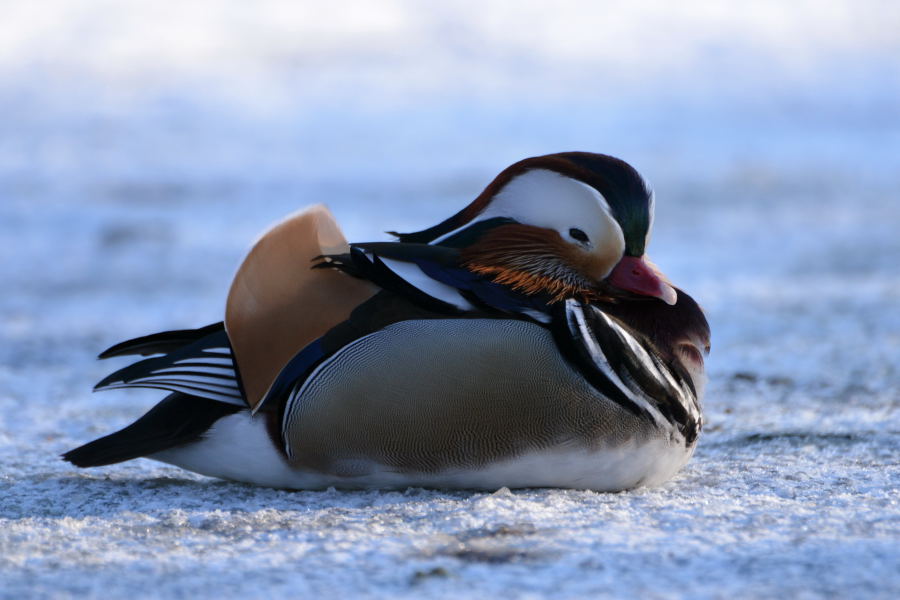 Mandarin Duck