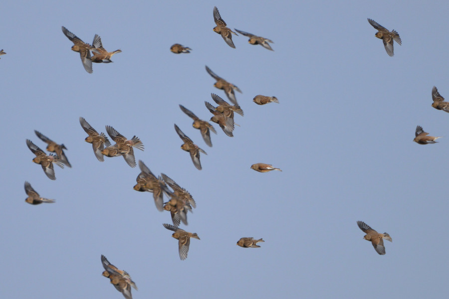 Twite & Eurasian Linnet