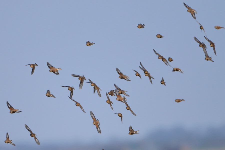 Twite & Eurasian Linnet