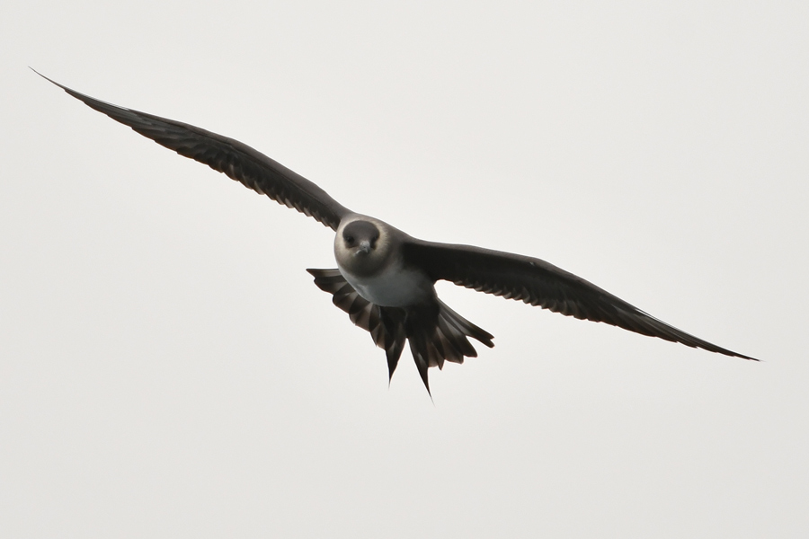 Parasitic Jaeger