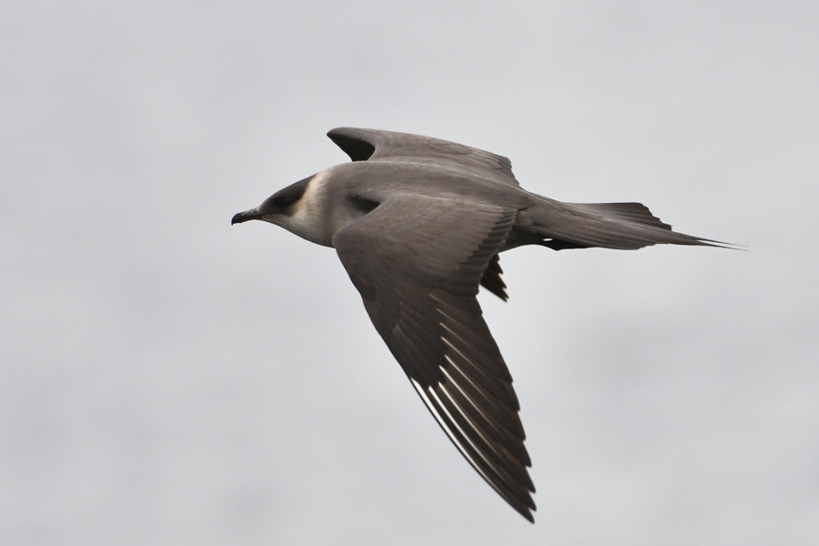 Parasitic Jaeger