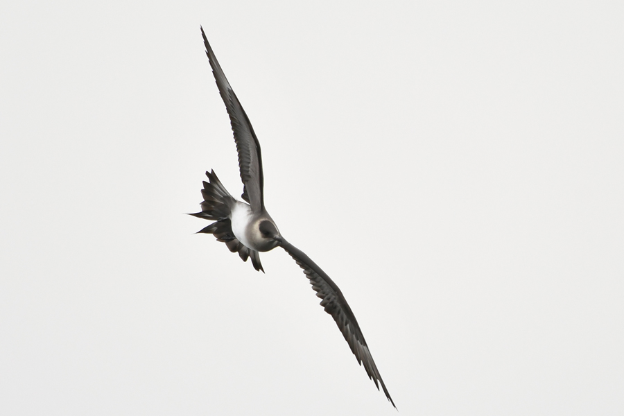 Parasitic Jaeger