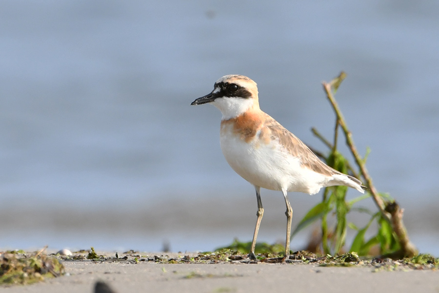 Greater Sand Plover