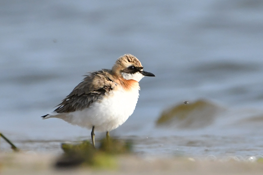 Greater Sand Plover