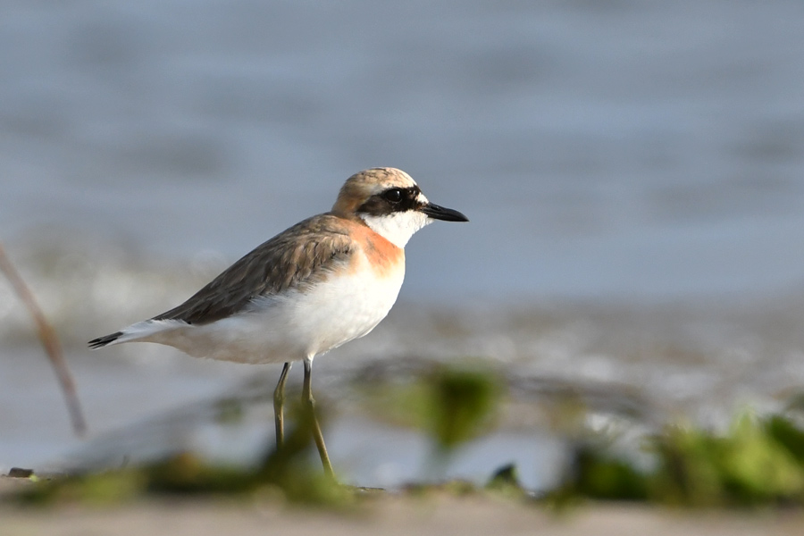 Greater Sand Plover