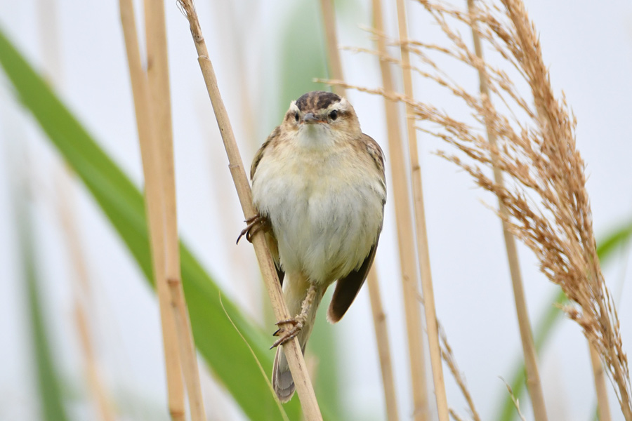 Sedge Warbler