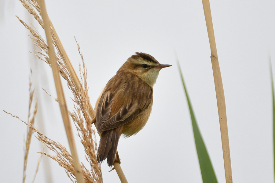 Sedge Warbler