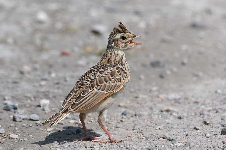 Skylark