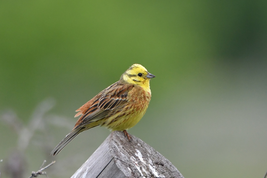 Yellowhammer