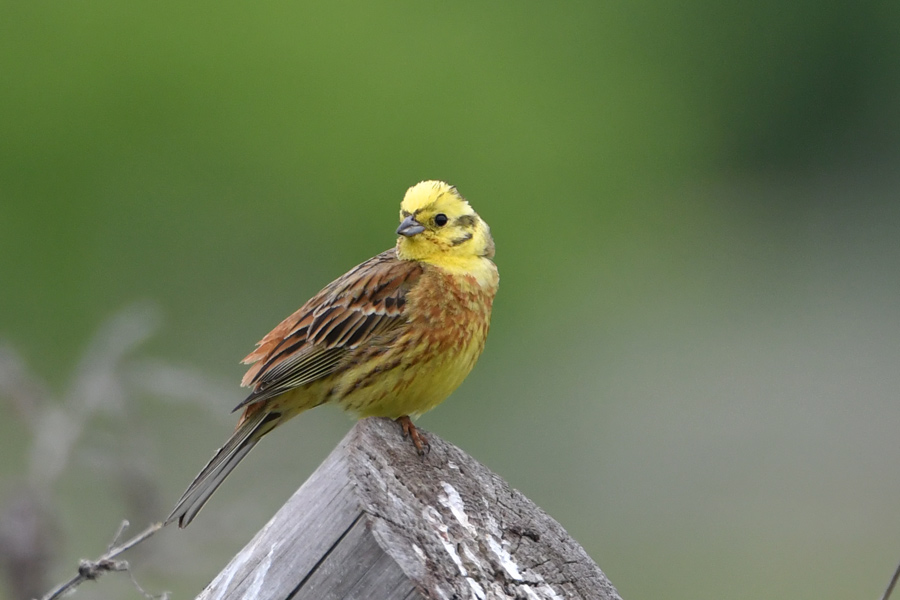 Yellowhammer