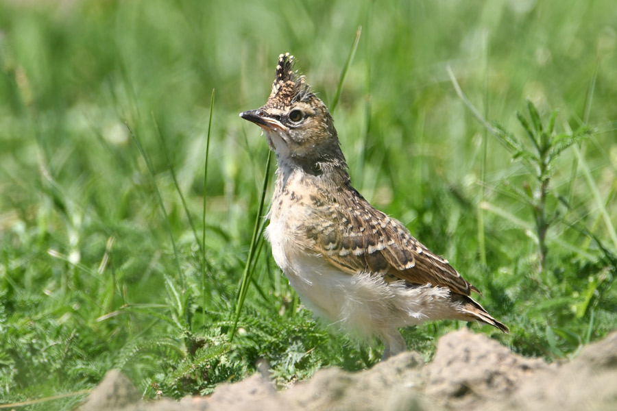 Crested Lark