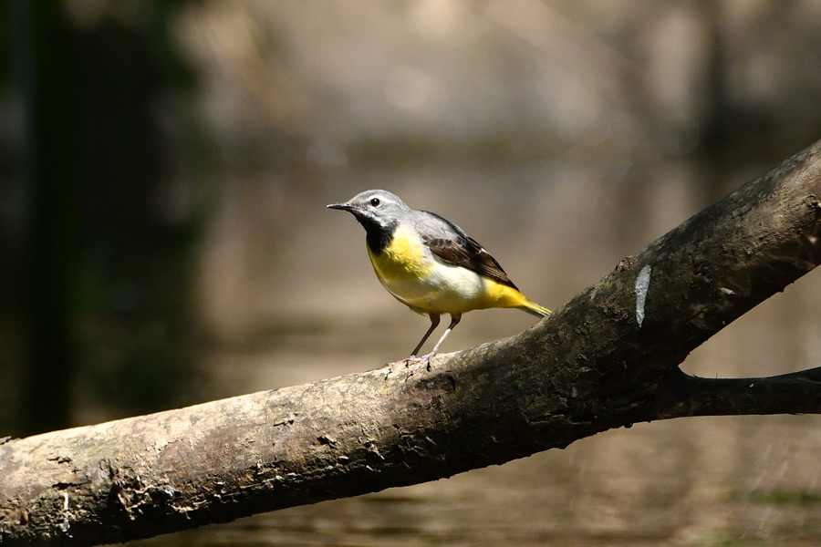 Grey Wagtail