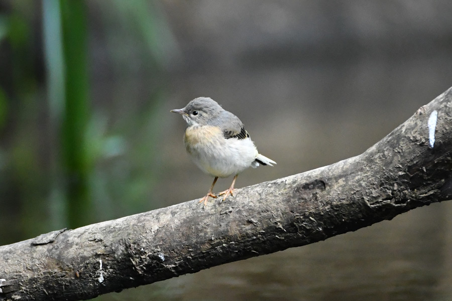 Grey Wagtail