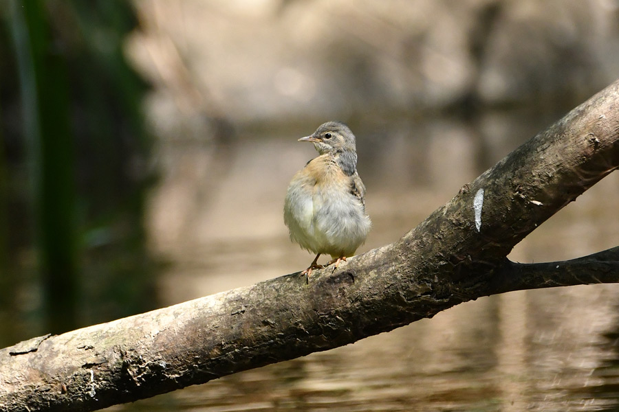 Grey Wagtail