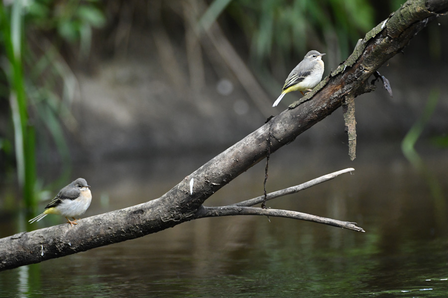 Grey Wagtail