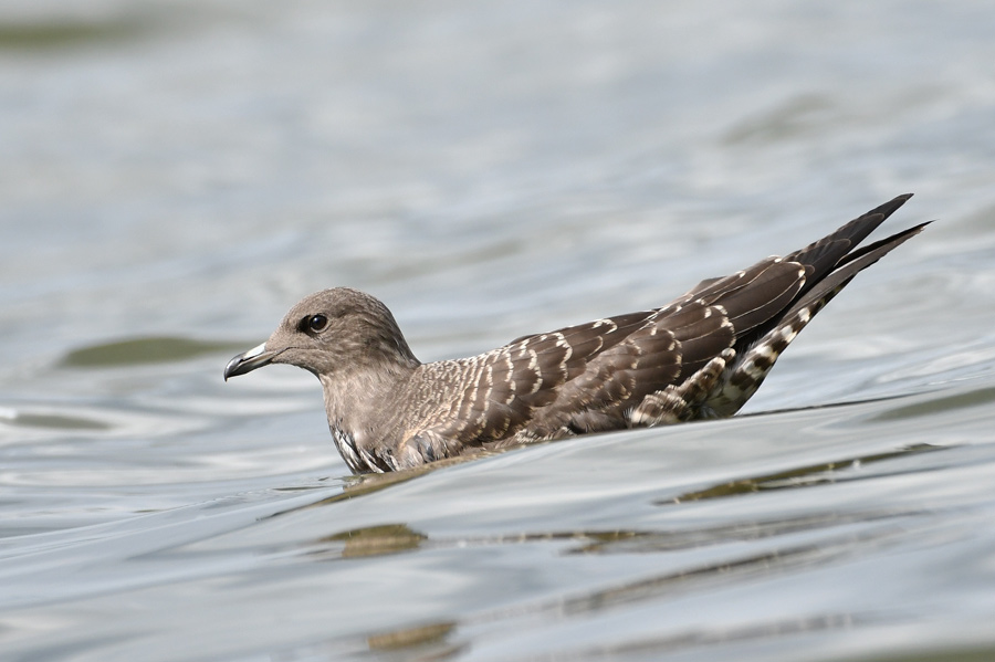 Long-tailed Skua