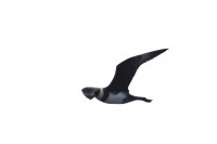 Pomarine Skua