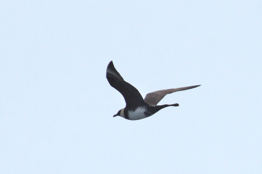 Pomarine Skua
