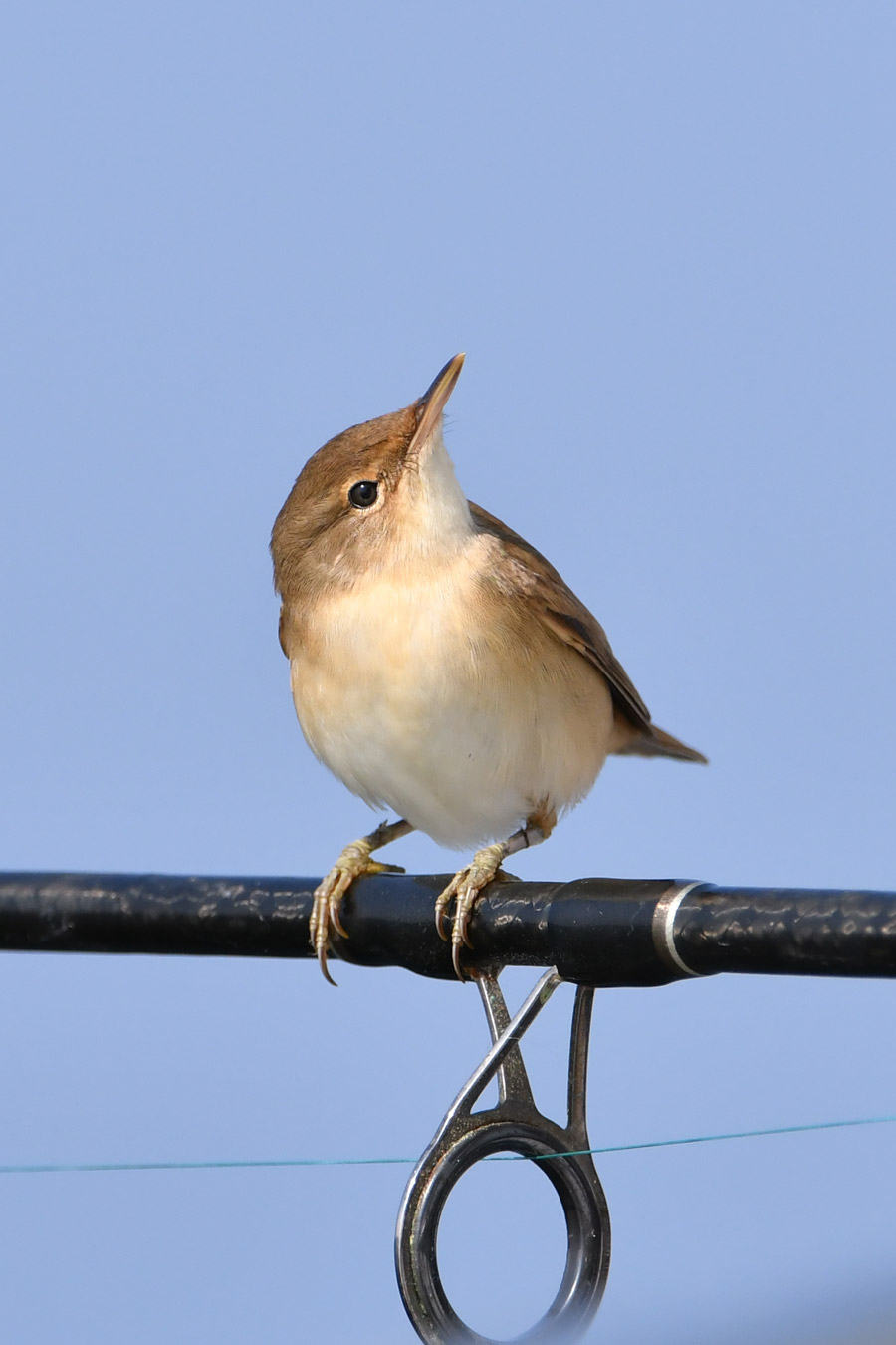 Eurasian Reed-Warbler