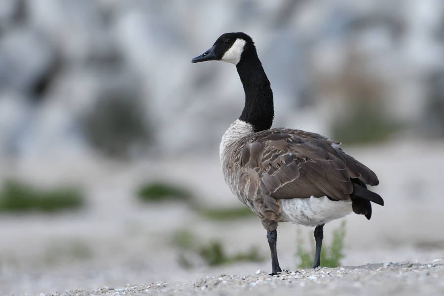 Canada Goose