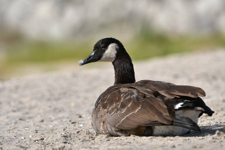 Canada Goose