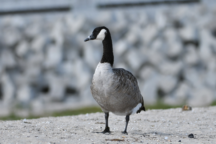 Canada Goose