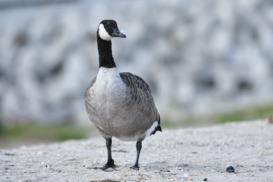 Canada Goose