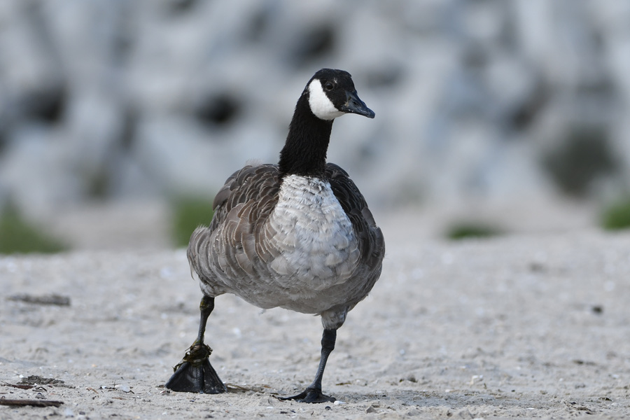 Canada Goose