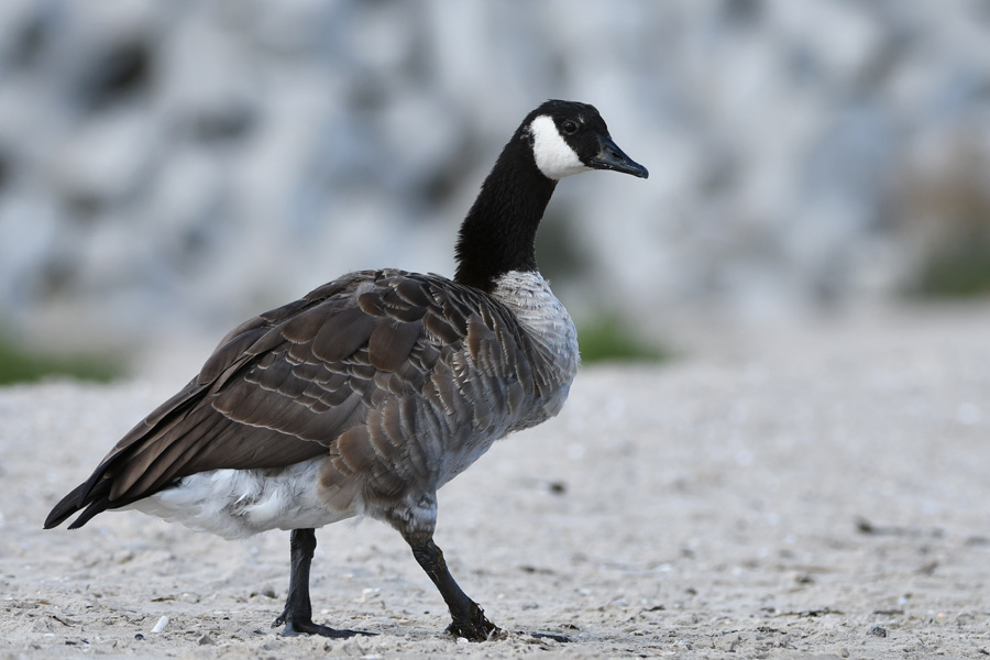 Canada Goose