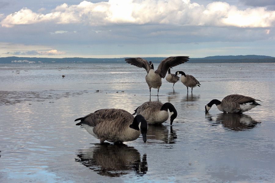 Canada Goose