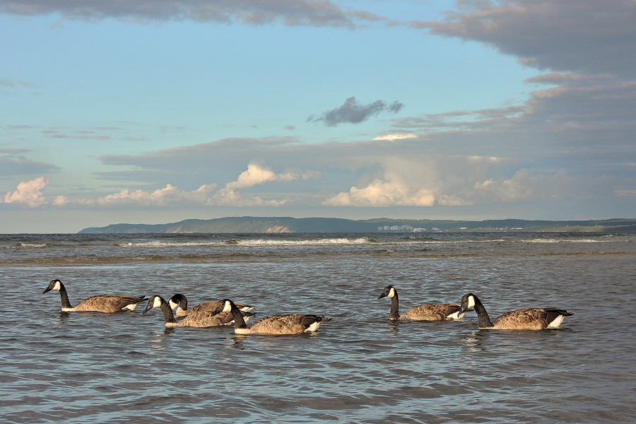 Canada Goose