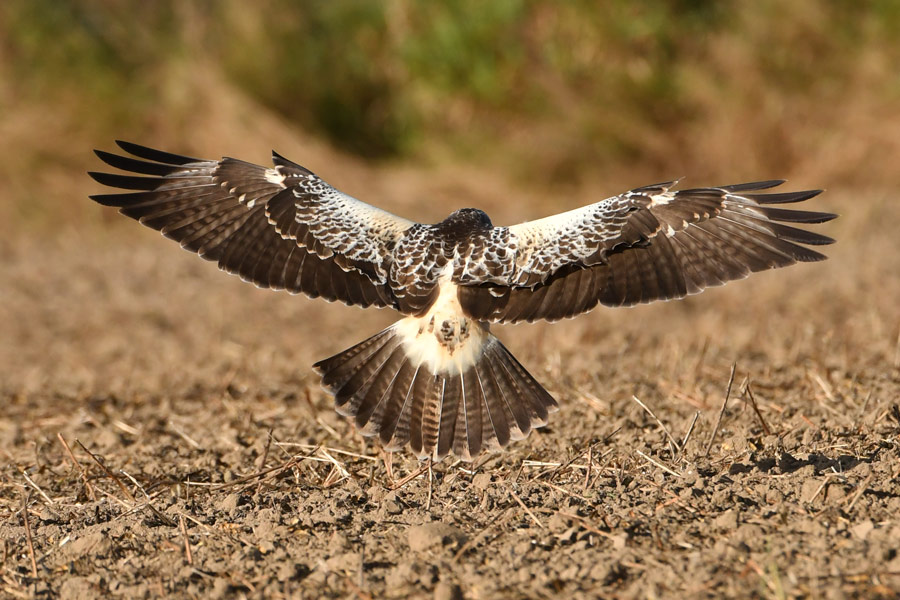 Common Buzzard