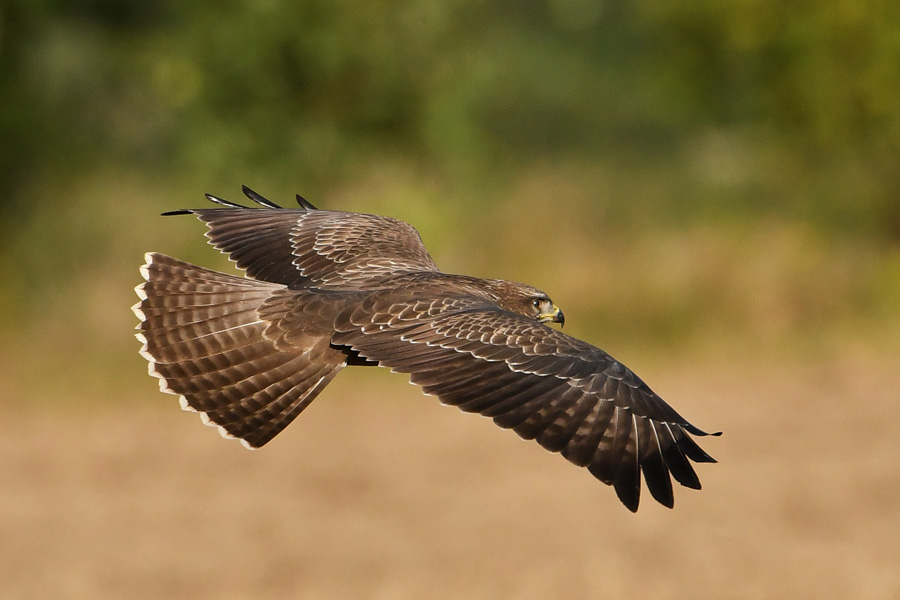 Common Buzzard