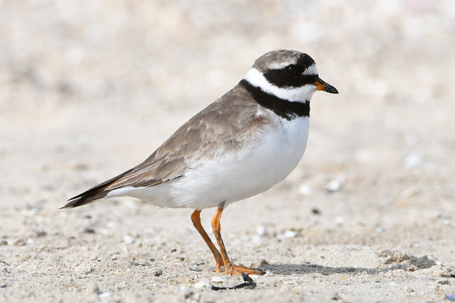 Common Ringed Plover