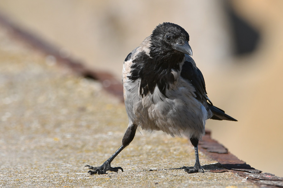 Hooded Crow