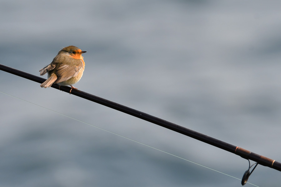 European Robin