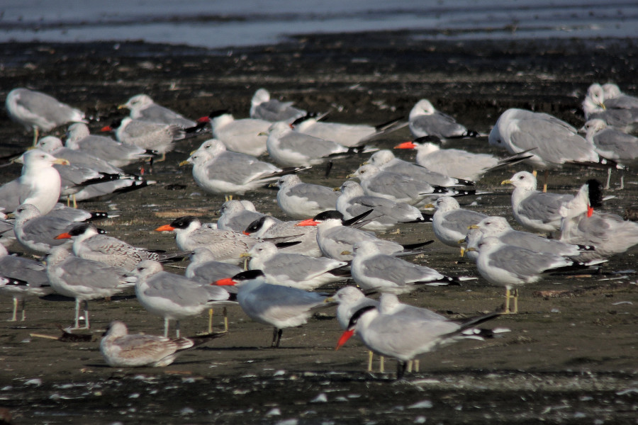 Caspian Tern