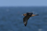 Pomarine Skua