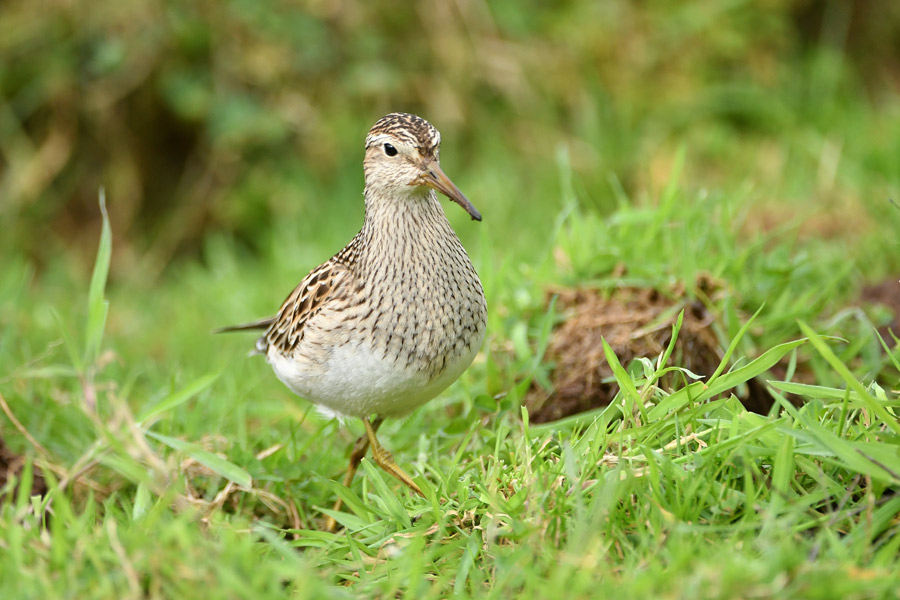 Pectoral Sandpiper