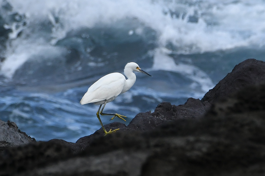 Snowy Egret