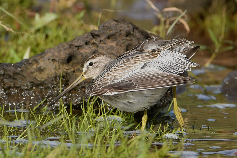 Short-billed Dowitcher