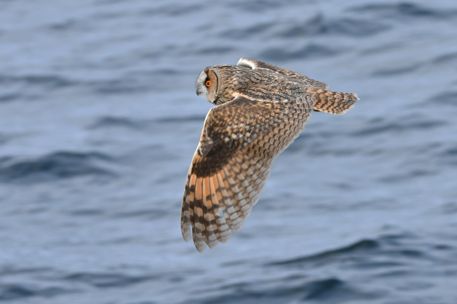 Long-eared Owl