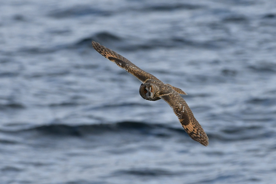 Long-eared Owl