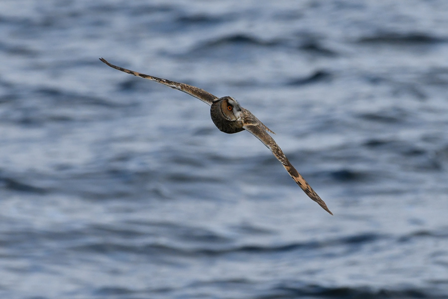 Long-eared Owl